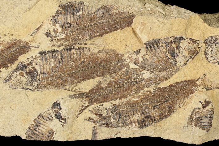 Fossil Fish (Gosiutichthys) Mortality Plate - Lake Gosiute #87812
